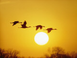 Buy Silhouetted Sandhill Cranes against a Setting Sun at AllPosters.com