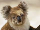 Buy A Portrait of a Koala at AllPosters.com