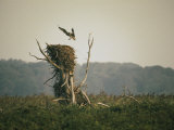 An Osprey Lands on its Nest