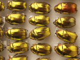 Beetle Specimens in a Lab of the National Biodiversity Institute