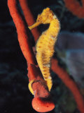 A Longsnout Seahorse, Hippocampus Reidi, with Tail Curled on a Sponge