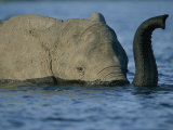 A Young Elephant Swims Across the Chobe River