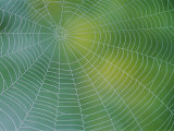 Spiderweb Covered in Dew