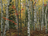 Birch Trees with Autumn Foliage
