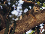 Squirrel Monkey in Tree