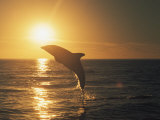 A Dusky Dolphin, Lagenorhynchus Obscurus, Leaps from the Water