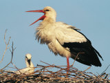 Stork Vocalizing in Nest with Young