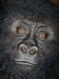 Buy Portrait of a Four-Year-Old Male Gorilla at AllPosters.com
