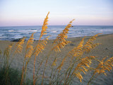 Buy Beach Scene with Sea Oats at AllPosters.com