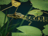 Buy Juvenile American Alligator at AllPosters.com