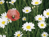 Buy View of a Single Poppy in a Field of Daisies at AllPosters.com