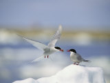 An Arctic Tern Delivers Food to Another