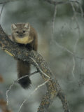 Buy An American Marten in a Tree During a Light Snowfall at AllPosters.com