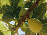 Close-up of Two Large Figs Hanging on a Branch