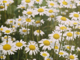 View of a Field of Daisies