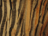 Close View of Bark on an Old Growth Cottonwood Tree Photographic Print