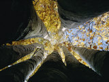 View Looking up the Trunk of a Sycamore Tree