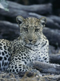 A Leopard, Panthera Pardus, Rests Near a Fallen Tree