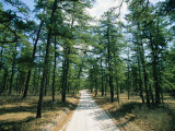 Buy Sand Road Through the Pine Barrens, New Jersey at AllPosters.com