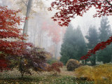 Buy Several Japanese Maple Trees in the Fall at AllPosters.com