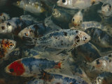 Buy Close-up of a School of Goldfish at AllPosters.com