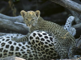A Leopard Cub, Panthera Pardus, Prepares to Nurse