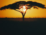 Buy Sunset and Trees, Serengeti Plains, Tanzania at AllPosters.com