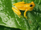 Close View of a Yellow Tree Frog (Hyla Imbricata)