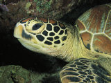 Close View of a Sea Turtles Head