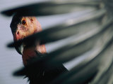 A View of a California Condor Through its Own Primary Feathers
