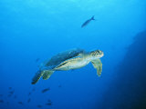 Buy Green Sea Turtle, off Sipadan Island, East Malaysia at AllPosters.com