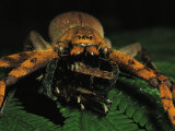 A Furry Spider Preys on an Insect