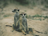Buy Meerkats Pose for the Camera at AllPosters.com