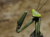 A Close View of a Costa Rican Praying Mantis
