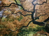 Buy The Gnarled Branches of a Japanese Maple Tree in Spring at AllPosters.com