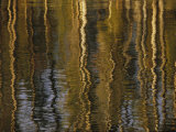 Buy Lodgepole Pine Tree Reflections, Yellowstone Lake at AllPosters.com