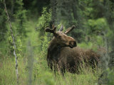 A Moose Stands in Tall Grass