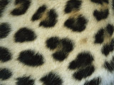 Close View of Persian Leopard Fur Markings