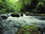 Buy Woodland Stream and Rapids, Time Exposure at AllPosters.com