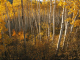 Buy A Stand of Aspen Trees Displaying Autumn Colors at AllPosters.com