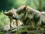 Mexican Gray Wolves