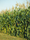 A Field of Mature Cornstalks Ready for Harvest