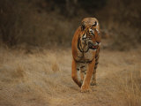Bengal Tiger