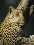A Leopard, Panthera Pardus, Rests in a Tree