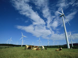 Cattle Graze Around Windmills