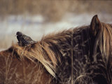 A Grackle Perches in the Mane of a Wild Chincoteague Pony