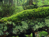 Woodland Mosses