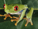 Close-up of a Tree Frog