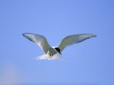 An Arctic Tern Hovers in Mid-Air