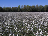 View of a Large Cotton Field in North Carolina